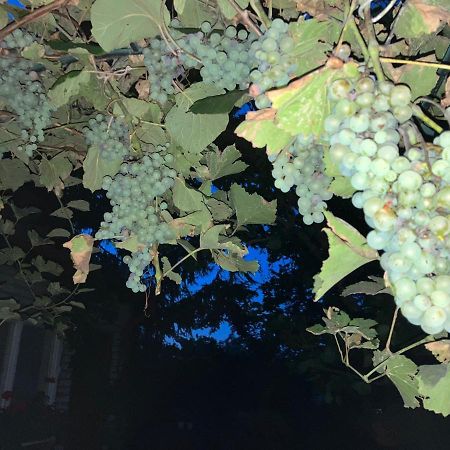 זנוימו Garden View Apartment מראה חיצוני תמונה
