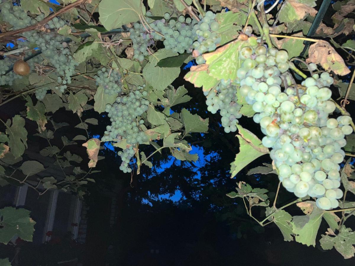 זנוימו Garden View Apartment מראה חיצוני תמונה